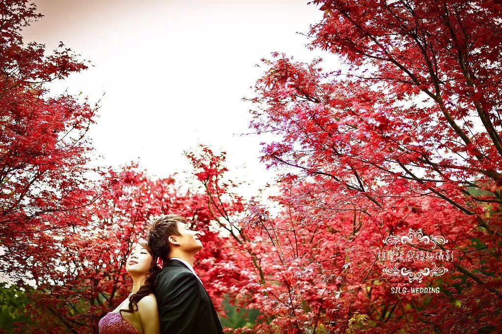 婚紗攝影台北必讀婚紗攝影景點|陽明山黑森林|唯美浪漫代表-婚紗攝影台北必讀婚紗攝影景點|陽明山黑森林|唯美浪漫代表